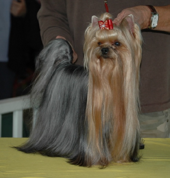 CH. Camparis Sugarshock
